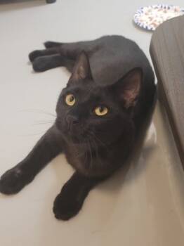 Rescue Domestic Medium Hair and Domestic Short Hair Cats for Adoption in New Freedom, Pennsylvania - Bucky | PetCurious