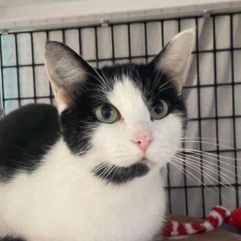 Starking -  Domestic Short Hair Cat for Adoption in Chicago, Illinois - Starking | PetCurious