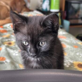 Paras -  Domestic Short Hair Cat for Adoption in Bedford, New Hampshire - Paras | PetCurious