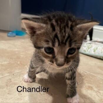 Domestic Short Hair Cats Available for Adoption in Greensboro, Georgia - Chandler | PetCurious