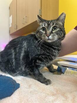Tiny Violin -  Domestic Short Hair Cat for Adoption in Raleigh, North Carolina - Tiny Violin | PetCurious