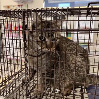 Angie -  Domestic Short Hair Cat for Adoption in Las Vegas, Nevada - Angie | PetCurious