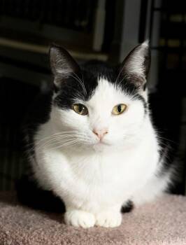 BETTY BOOP -  Tuxedo Cat for Adoption in Rowland Heights, California - BETTY BOOP | PetCurious