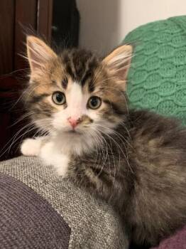 Kareem -  Domestic Short Hair Cat for Adoption in Dayton, Minnesota - Kareem | PetCurious