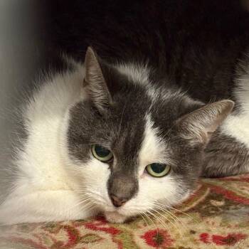 Maggie *Bonded w/ Jacob* -  Domestic Short Hair Cat for Adoption in Kennebunk, Maine - Maggie *Bonded W/ Jacob* | PetCurious