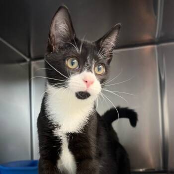 Bean -  Domestic Short Hair Cat for Adoption in Newport, North Carolina - Bean | PetCurious