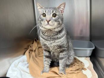 Domestic Short Hair Cats Available for Adoption - Sailor | PetCurious