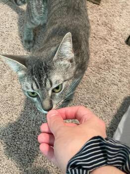 Tabby Cats Available for Adoption - Chloe | PetCurious