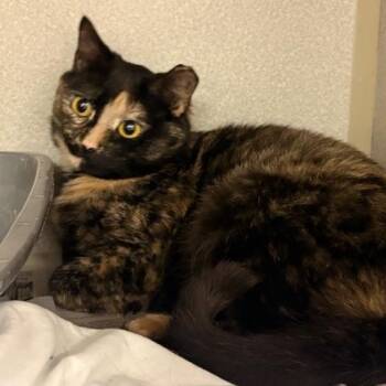 Tortoiseshell Cats Available for Adoption - Tweed | PetCurious