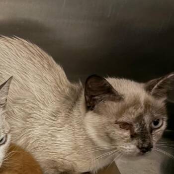 Shari (feral) -  Siamese Cat for Adoption in Kerrville, Texas - Shari (feral) | PetCurious