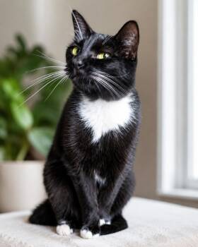 Miss Kittie -  American Shorthair Cat for Adoption in Polk City, Florida - Miss Kittie | PetCurious
