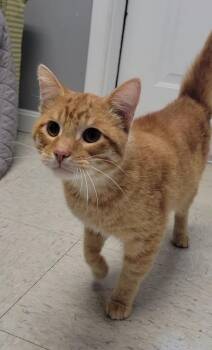 ALEV -  Domestic Short Hair Cat for Adoption in Sandusky, Ohio - ALEV | PetCurious