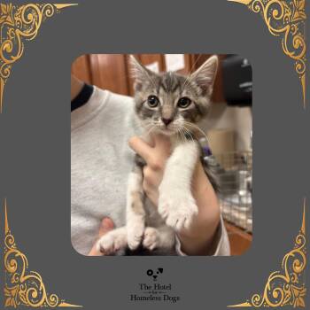 Lonny -  Domestic Short Hair Cat for Adoption in Cumberland, Rhode Island - Lonny | PetCurious