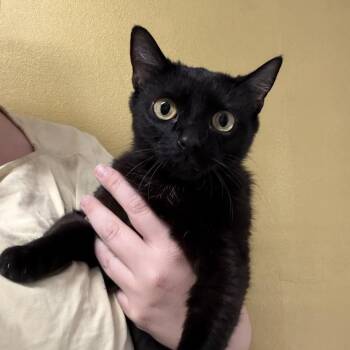 Zoey -  Domestic Short Hair Cat for Adoption in Syracuse, New York - Zoey | PetCurious