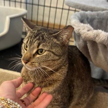 Mouse -  Domestic Short Hair Cat for Adoption in Madison, Wisconsin - Mouse | PetCurious