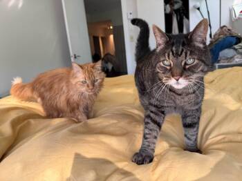 BONDED PAIR Charlie & Joe (humanitarian adoption) -  Domestic Medium Hair Cat for Adoption in Montreal, Quebec - BONDED PAIR Charlie & Joe (humanitarian Adoption) | PetCurious