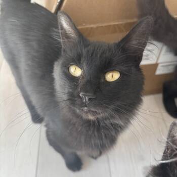 Happy Meal -  Domestic Medium Hair Cat for Adoption in Renton, Washington - Happy Meal | PetCurious