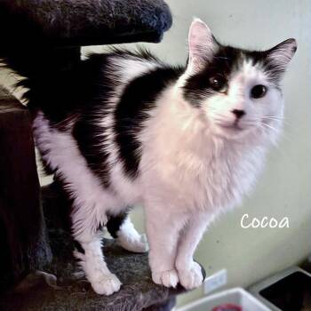 Domestic Long Hair Cats Available for Adoption - Cocoa | PetCurious