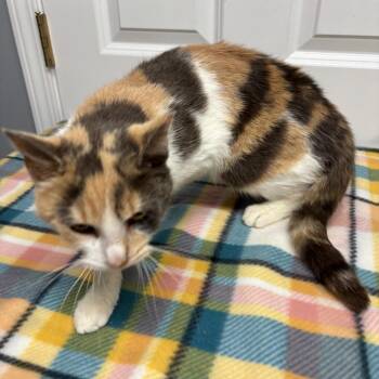 Domestic Short Hair Cats Available for Adoption in Granville, Ohio - Brulee | PetCurious