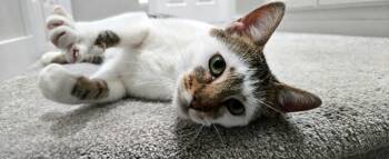 Beret -  Domestic Short Hair Cat for Adoption in Kirkland, Washington - Beret | PetCurious