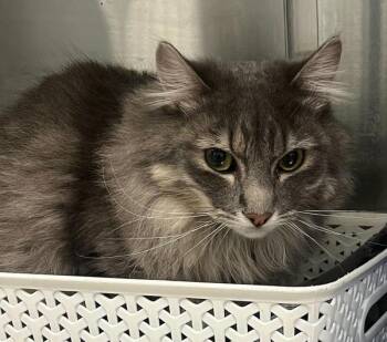 Kingston Liverwurst -  Domestic Long Hair Cat for Adoption in Golden, Colorado - Kingston Liverwurst | PetCurious