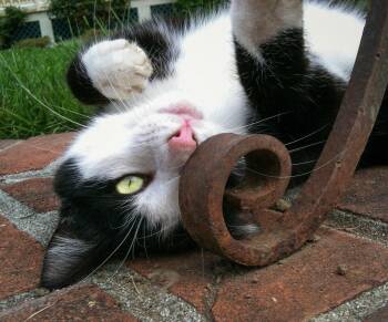 Blaze -  Domestic Short Hair Cat for Adoption in Santa Rosa, California - Blaze | PetCurious