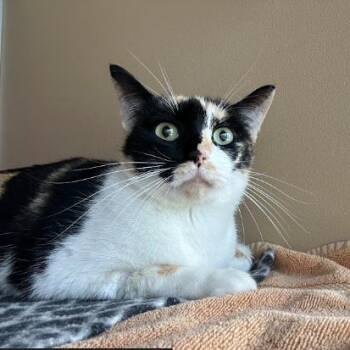 July -  Domestic Short Hair Cat for Adoption in Leander, Texas - July | PetCurious
