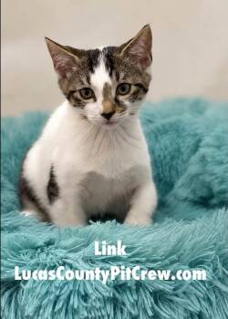 Link -  Domestic Short Hair and Tabby Cat for Adoption in Toledo, Ohio - Link | PetCurious