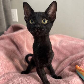 Theo -  Domestic Short Hair Cat for Adoption in Sarasota, Florida - Theo | PetCurious