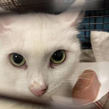 Pedro -  Domestic Short Hair Cat for Adoption in Chicago, Illinois - Pedro | PetCurious