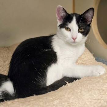 Baconator -  Domestic Short Hair Cat for Adoption in South Elgin, Illinois - Baconator | PetCurious