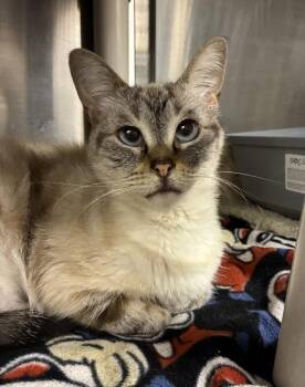 Kitty -  Siamese Cat for Adoption in Richmond, Virginia - Kitty | PetCurious