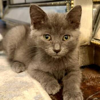 Greta -  Russian Blue Cat for Adoption in Fort Worth, Texas - Greta | PetCurious