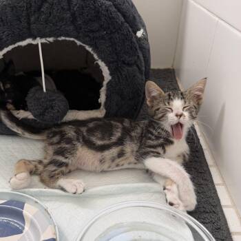 Piper -  Domestic Short Hair Cat for Adoption in Sunnyvale, California - Piper | PetCurious