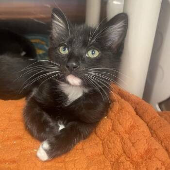 Spaghetti -  Domestic Short Hair Cat for Adoption in Keizer, Oregon - Spaghetti | PetCurious
