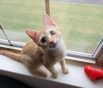 Rescue Domestic Short Hair Cats for Adoption in Murfreesboro, Tennessee - Starburst | PetCurious