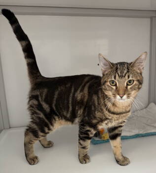 Rescue Tabby Cats for Adoption in Alexandria, Virginia - Matty | PetCurious