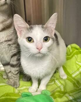 Domestic Short Hair Cats Available for Adoption in Houghton Lake, Michigan - Tulip | PetCurious