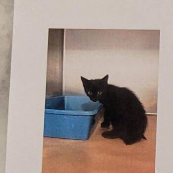 Otter -  Domestic Short Hair Cat for Adoption in Sandy Springs, Georgia - Otter | PetCurious