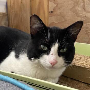 Domestic Short Hair Cats Available for Adoption in San Pablo, California - Mitchell | PetCurious