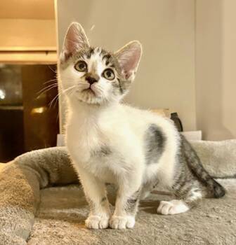 Rescue Domestic Short Hair Cats for Adoption in Rancho Cucamonga, California - CINDY LOU | PetCurious