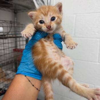 Monstera -  Domestic Short Hair Cat for Adoption in Edinburg, Texas - Monstera | PetCurious