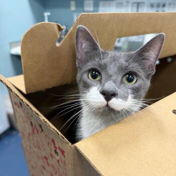 Squiggles -  Domestic Short Hair Cat for Adoption in Greensboro, North Carolina - Squiggles | PetCurious
