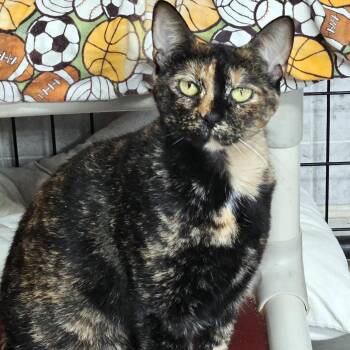 Tootsie -  Tortoiseshell Cat for Adoption in Chicago, Illinois - Tootsie | PetCurious
