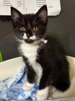 Domestic Medium Hair Cats Available for Adoption in Bolivar, Missouri - Seabass | PetCurious