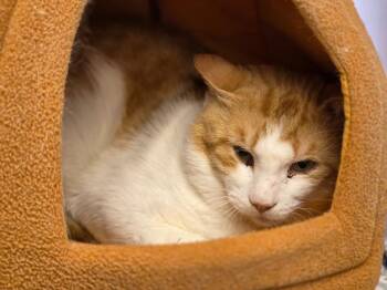 Ed Sheeran -  Domestic Short Hair Cat for Adoption in Carthage, Missouri - Ed Sheeran | PetCurious