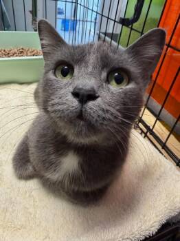 Domestic Short Hair Cats Available for Adoption - 2026-13 Valentina (mom) | PetCurious