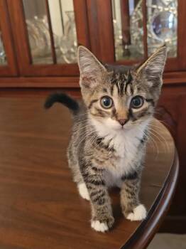 Ollie -  Domestic Short Hair Cat for Adoption in Lemoyne, Pennsylvania - Ollie | PetCurious