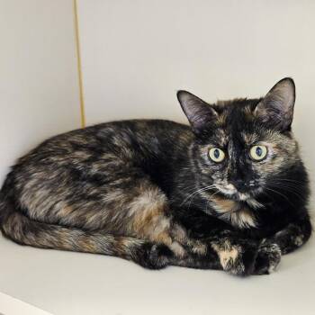 Domestic Short Hair Cats Available for Adoption - Leslie | PetCurious