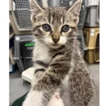 Mbabbe -  Domestic Short Hair Cat for Adoption in Victoria, British Columbia - Mbabbe | PetCurious